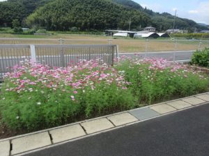 IMG_8799