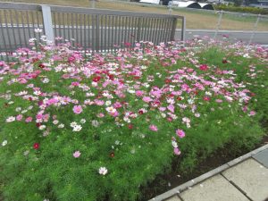 IMG_8800